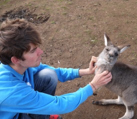 Rem' sait gratouiller les kangourous