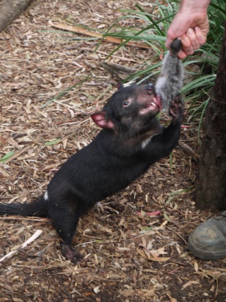 Le fameux diable de Tasmanie, un vrai carnivore en pleine action